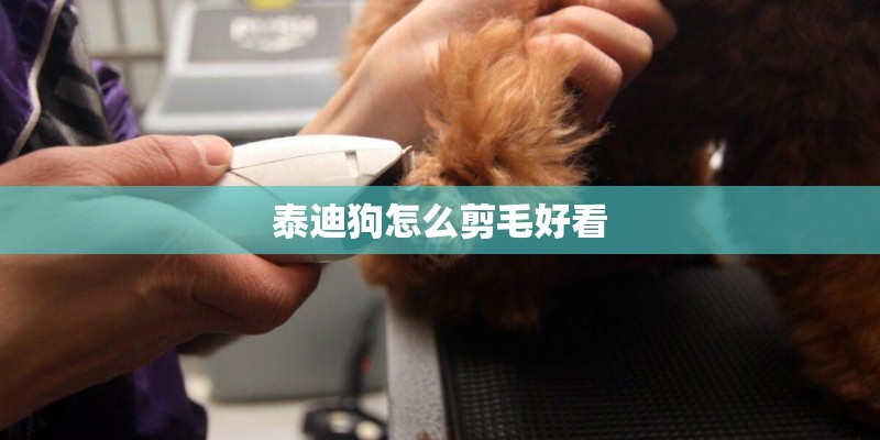 泰迪狗怎么剪毛好看