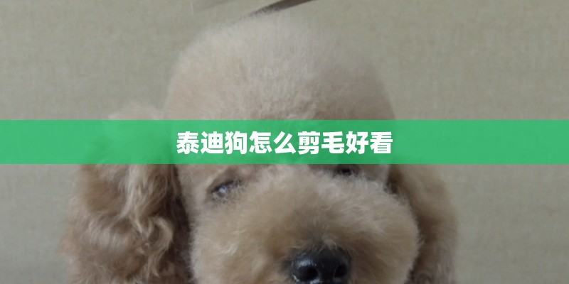 泰迪狗怎么剪毛好看