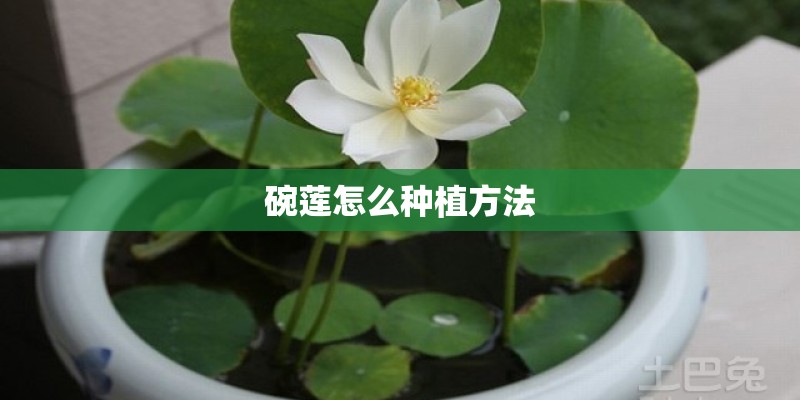 碗莲怎么种植方法