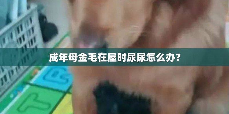 成年母金毛在屋时尿尿怎么办？