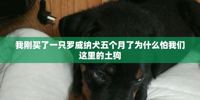 我刚买了一只罗威纳犬五个月了为什么怕我们这里的土狗