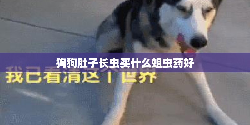 狗狗肚子长虫买什么蛆虫药好