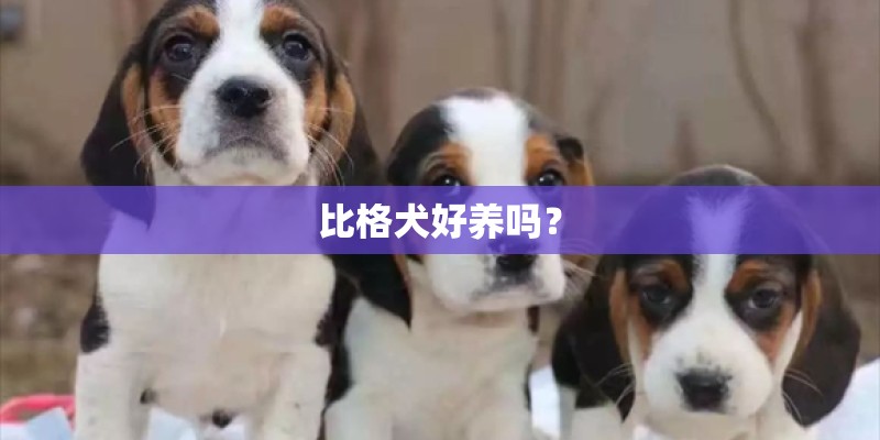 比格犬好养吗？