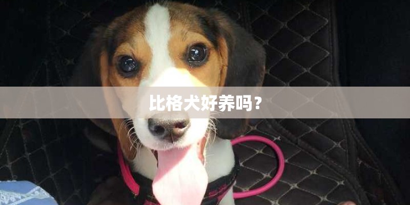 比格犬好养吗？