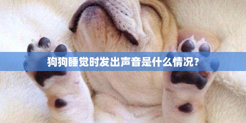 狗狗睡觉时发出声音是什么情况？