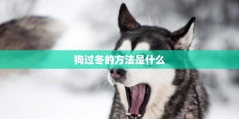 狗过冬的方法是什么