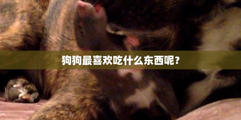 狗狗最喜欢吃什么东西呢？