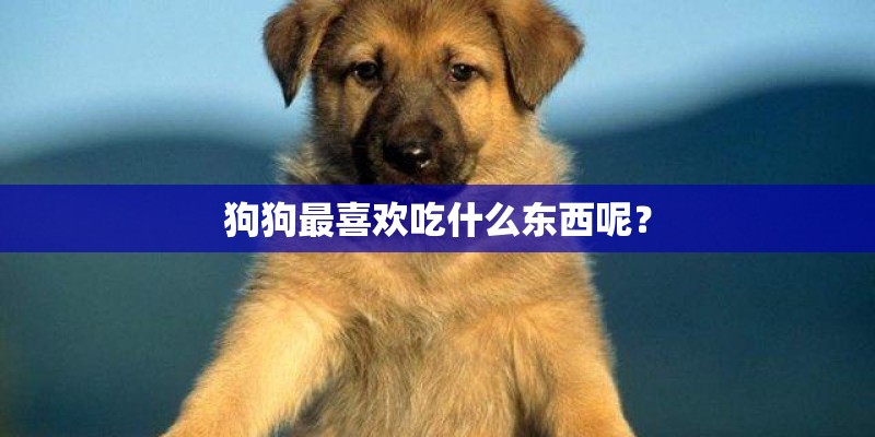 狗狗最喜欢吃什么东西呢？