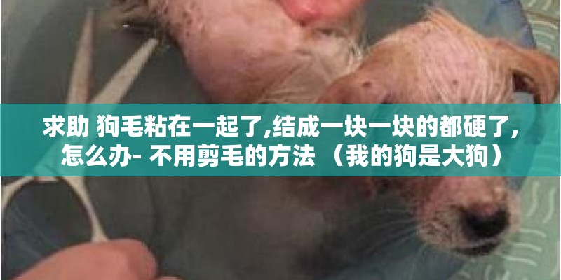求助 狗毛粘在一起了,结成一块一块的都硬了,怎么办- 不用剪毛的方法 （我的狗是大狗）