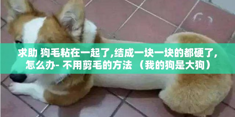 求助 狗毛粘在一起了,结成一块一块的都硬了,怎么办- 不用剪毛的方法 （我的狗是大狗）