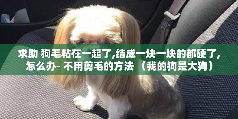 求助 狗毛粘在一起了,结成一块一块的都硬了,怎么办- 不用剪毛的方法 （我的狗是大狗）