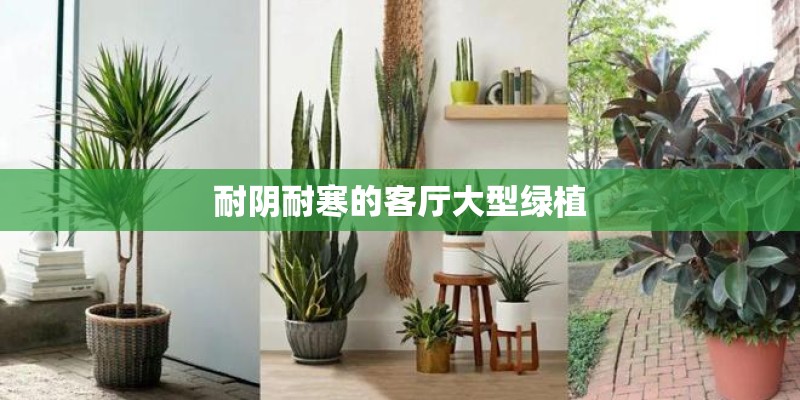 耐阴耐寒的客厅大型绿植