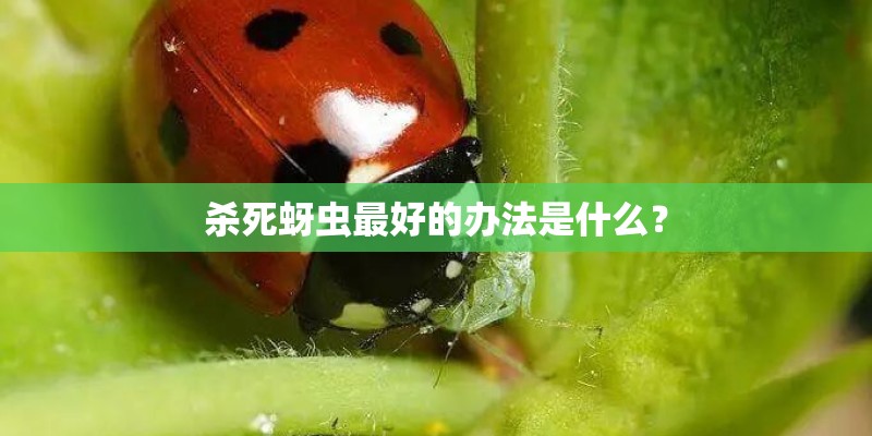 杀死蚜虫最好的办法是什么？