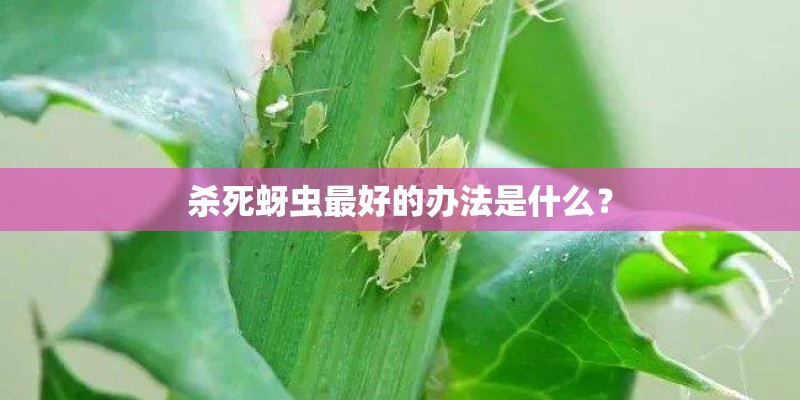 杀死蚜虫最好的办法是什么？