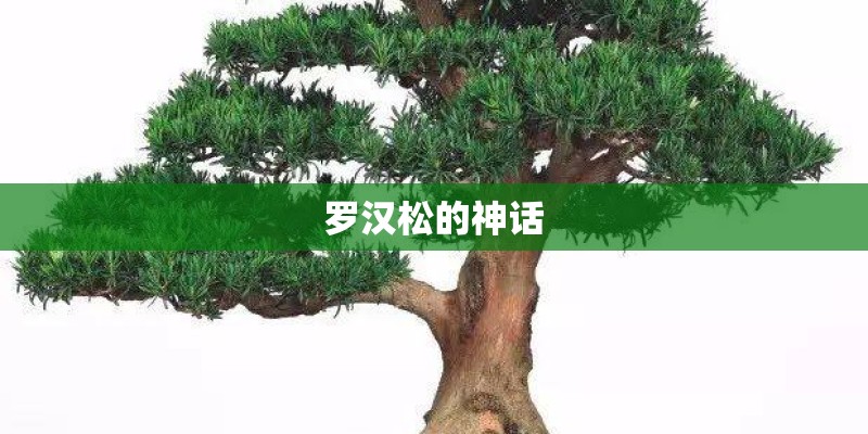 罗汉松的神话