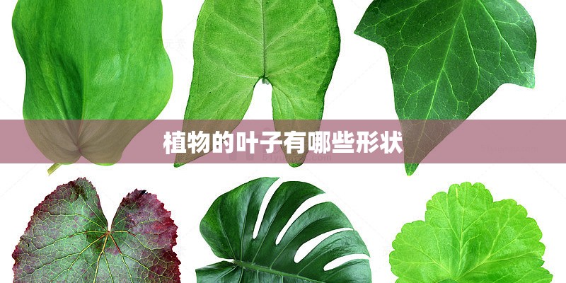 植物的叶子有哪些形状
