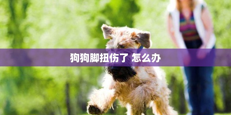 狗狗脚扭伤了 怎么办