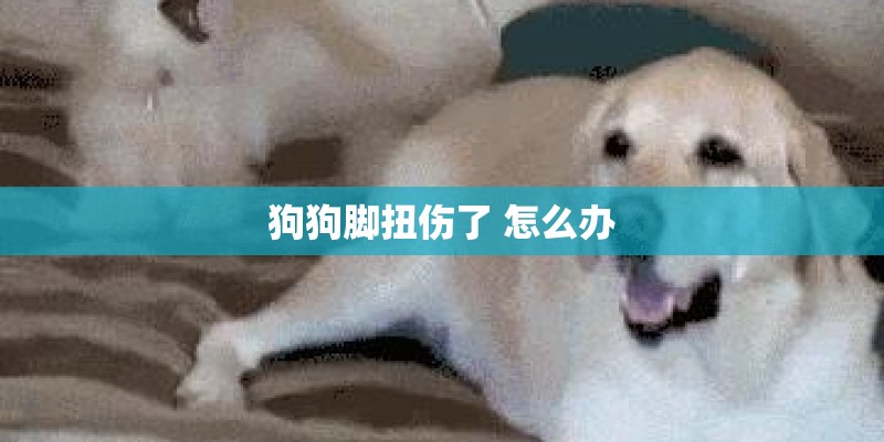 狗狗脚扭伤了 怎么办