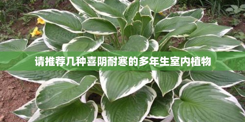 请推荐几种喜阴耐寒的多年生室内植物