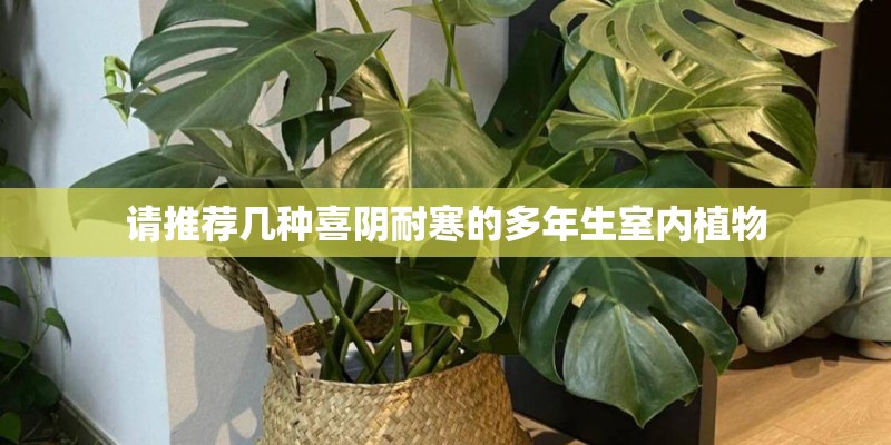 请推荐几种喜阴耐寒的多年生室内植物