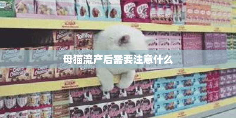 母猫流产后需要注意什么