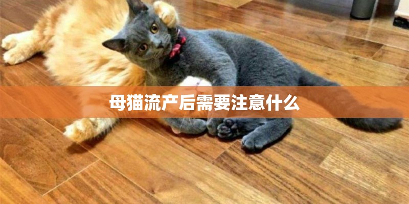 母猫流产后需要注意什么