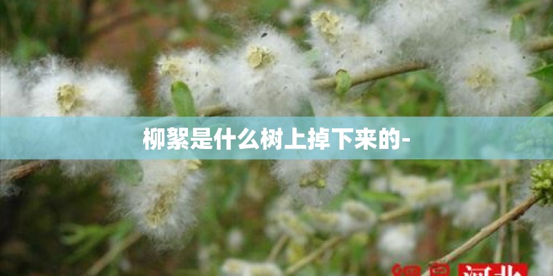 柳絮是什么树上掉下来的-