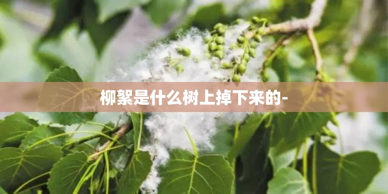 柳絮是什么树上掉下来的-