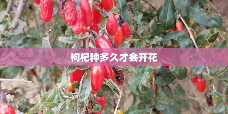 枸杞种多久才会开花