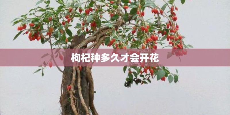 枸杞种多久才会开花 枸杞种多久才会开花