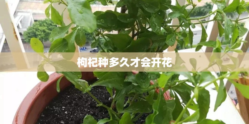 枸杞种多久才会开花 枸杞种多久才会开花