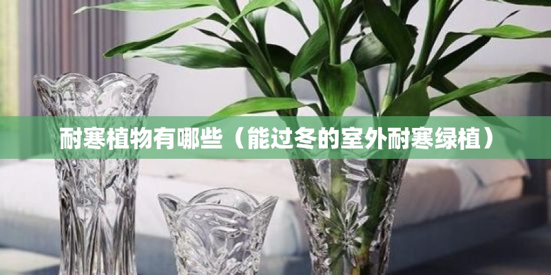 耐寒植物有哪些（能过冬的室外耐寒绿植）