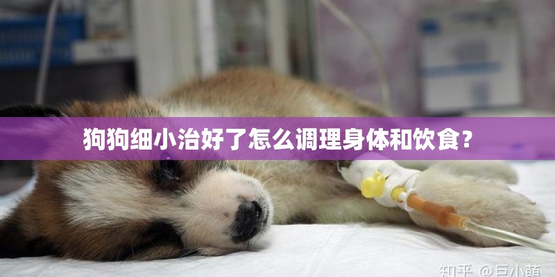狗狗细小治好了怎么调理身体和饮食？