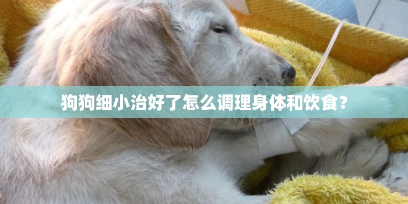 狗狗细小治好了怎么调理身体和饮食？