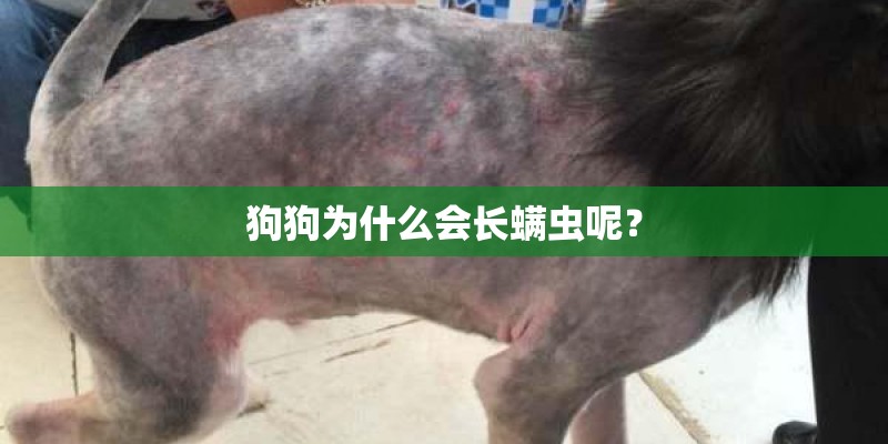 狗狗为什么会长螨虫呢？