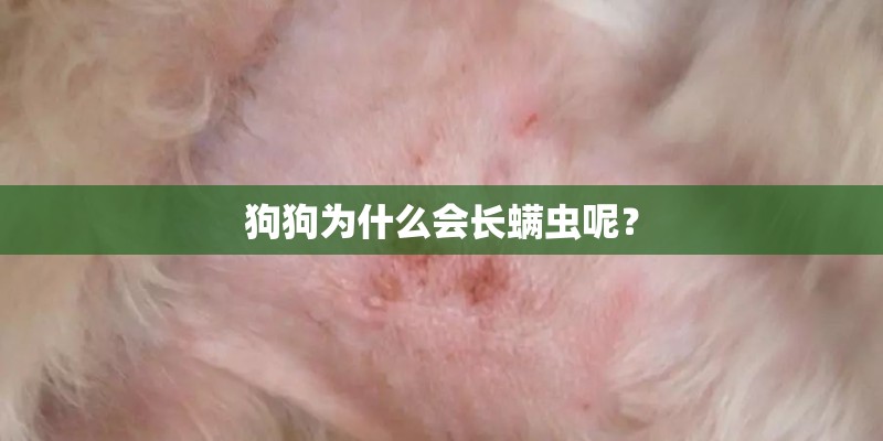 狗狗为什么会长螨虫呢？
