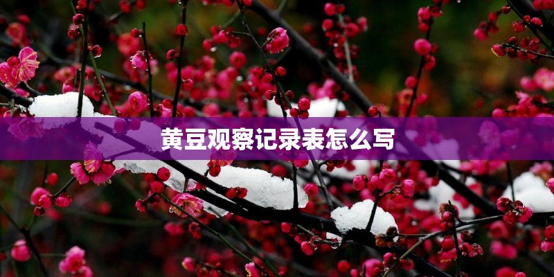 黄豆观察记录表怎么写