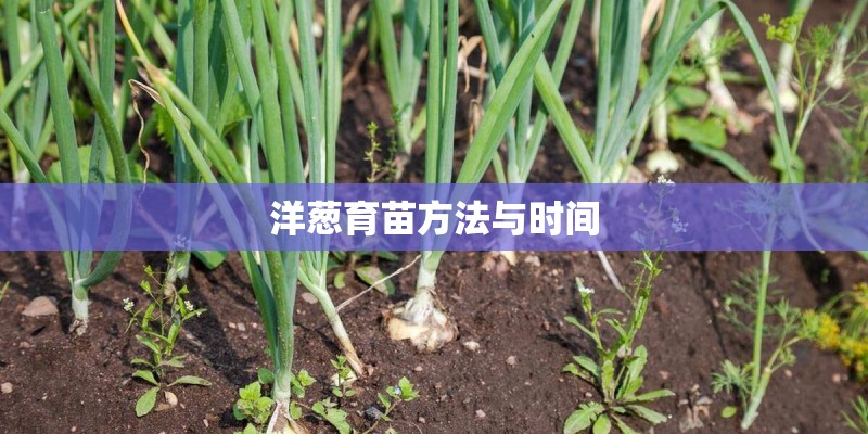 洋葱育苗方法与时间 洋葱育苗方法与时间