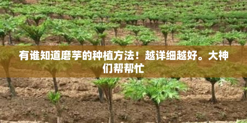有谁知道磨芋的种植方法！越详细越好。大神们帮帮忙