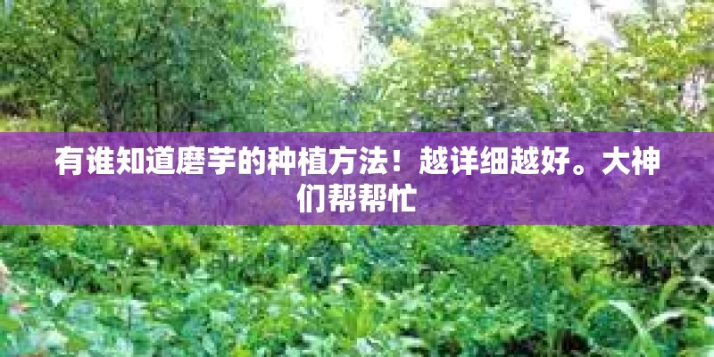 有谁知道磨芋的种植方法！越详细越好。大神们帮帮忙