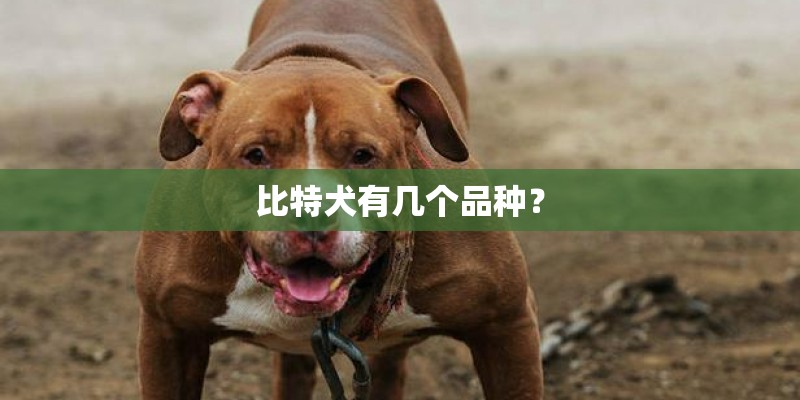比特犬有几个品种？