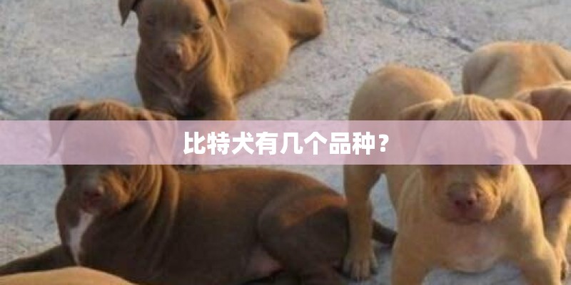 比特犬有几个品种？