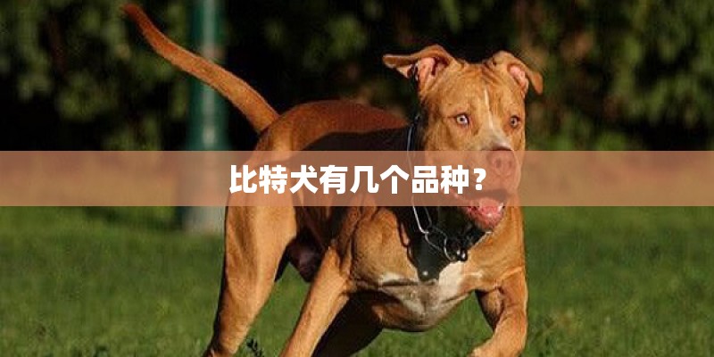 比特犬有几个品种？