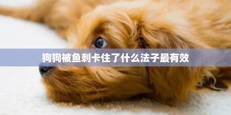 狗狗被鱼刺卡住了什么法子最有效