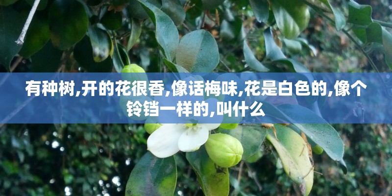 有种树,开的花很香,像话梅味,花是白色的,像个铃铛一样的,叫什么
