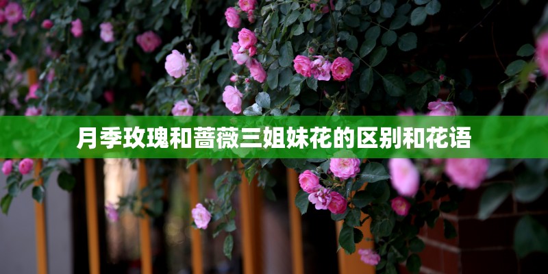 月季玫瑰和蔷薇三姐妹花的区别和花语