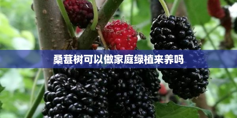 桑葚树可以做家庭绿植来养吗