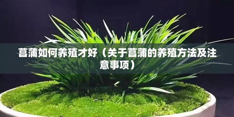 菖蒲如何养殖才好（关于菖蒲的养殖方法及注意事项）