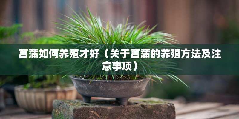 菖蒲如何养殖才好（关于菖蒲的养殖方法及注意事项）