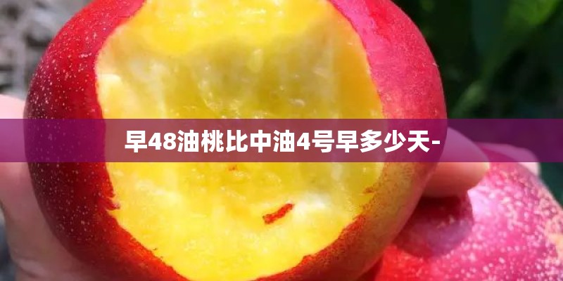 早48油桃比中油4号早多少天-
